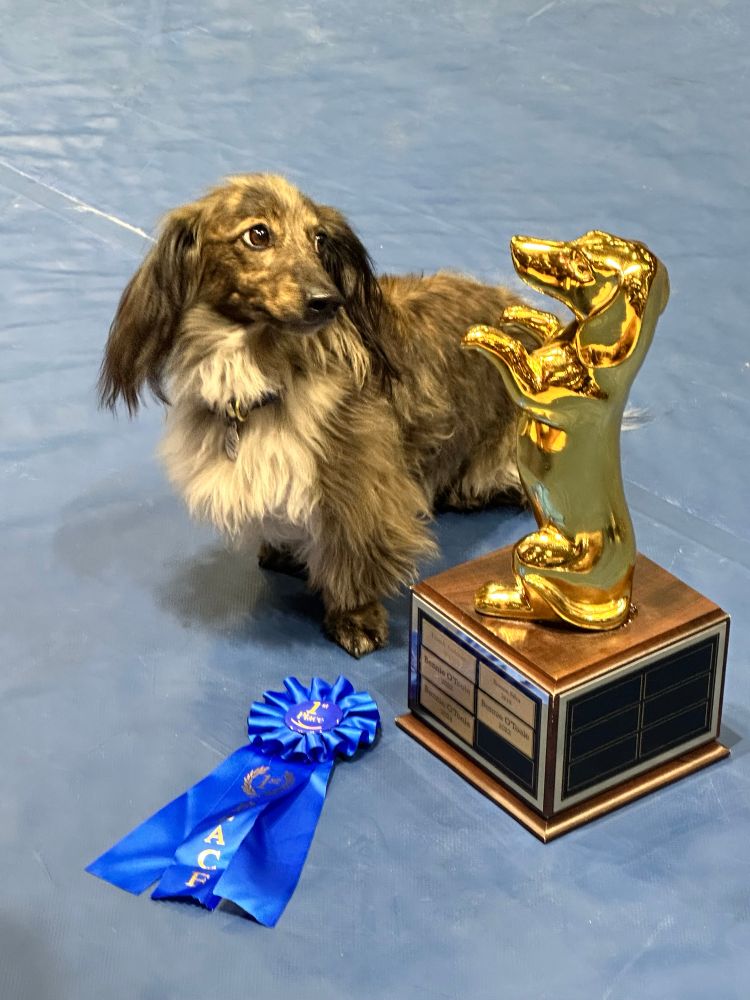 The 2025 UC Davis VetMed Doxie Derby champion- Bennie! He’s looking at his trophy. 😍