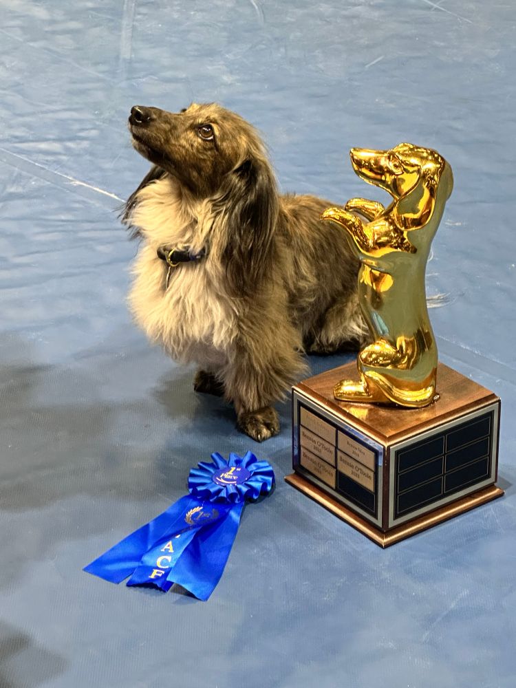 The 2025 UC Davis VetMed Doxie Derby champion- Bennie! 