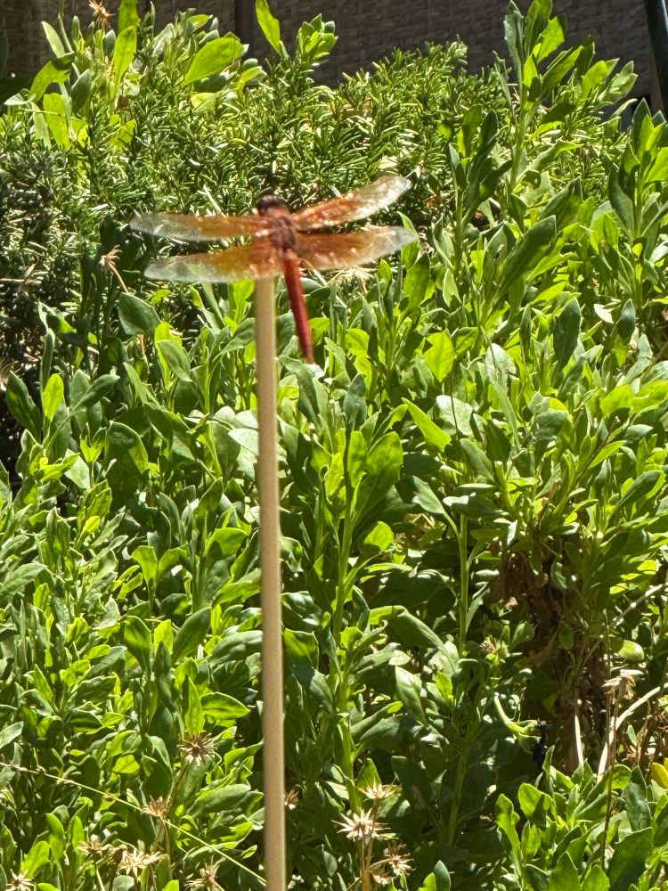 Brown/orange dragonfly on a wooden dowel. 