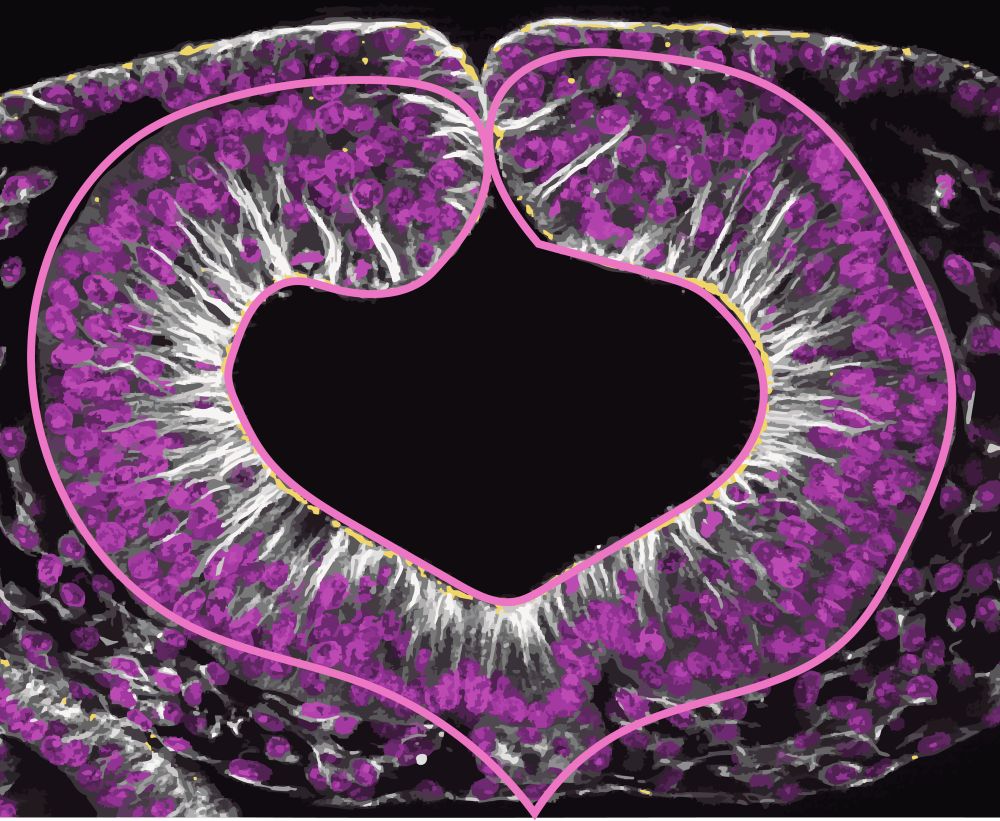 A stylized image of a chicken neural tube with nuclei in pink, and two types of alpha tubulin in white and yellow. The neural tube is circled by a heart. 