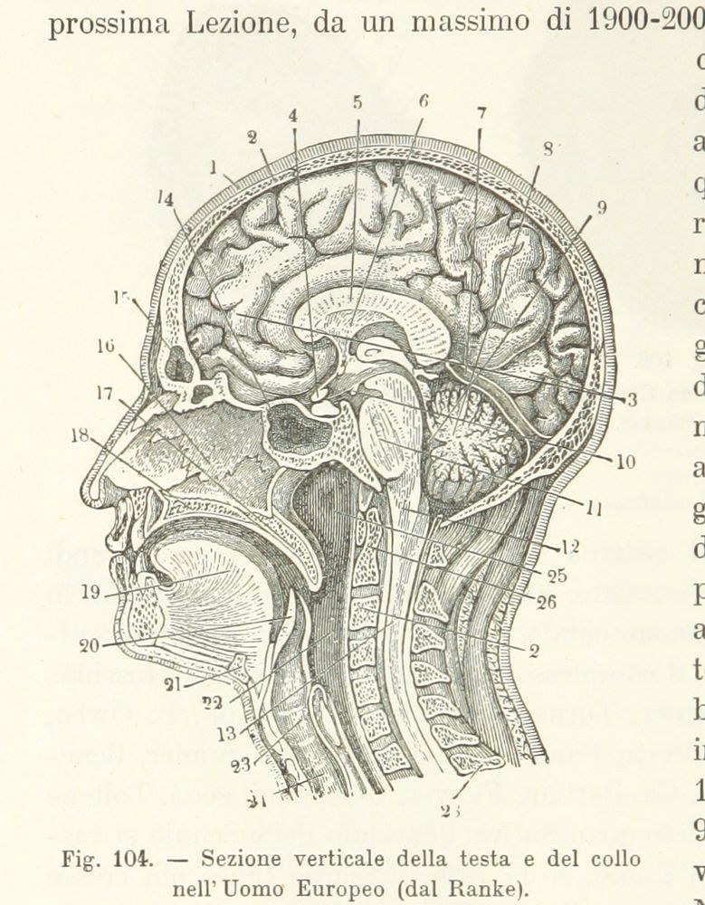 Medical illustration showing a human head cutaway with numbers and pines pointing to various parts of it surrounded by words in italian.