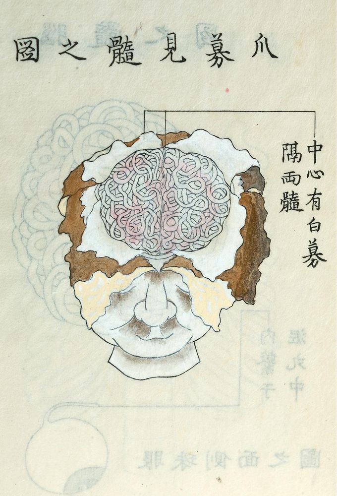 Drawing of a human brain exposed by retracting the membranes and showing the two cerebral hemispheres separated by the median plane. There is Japanese writing around it