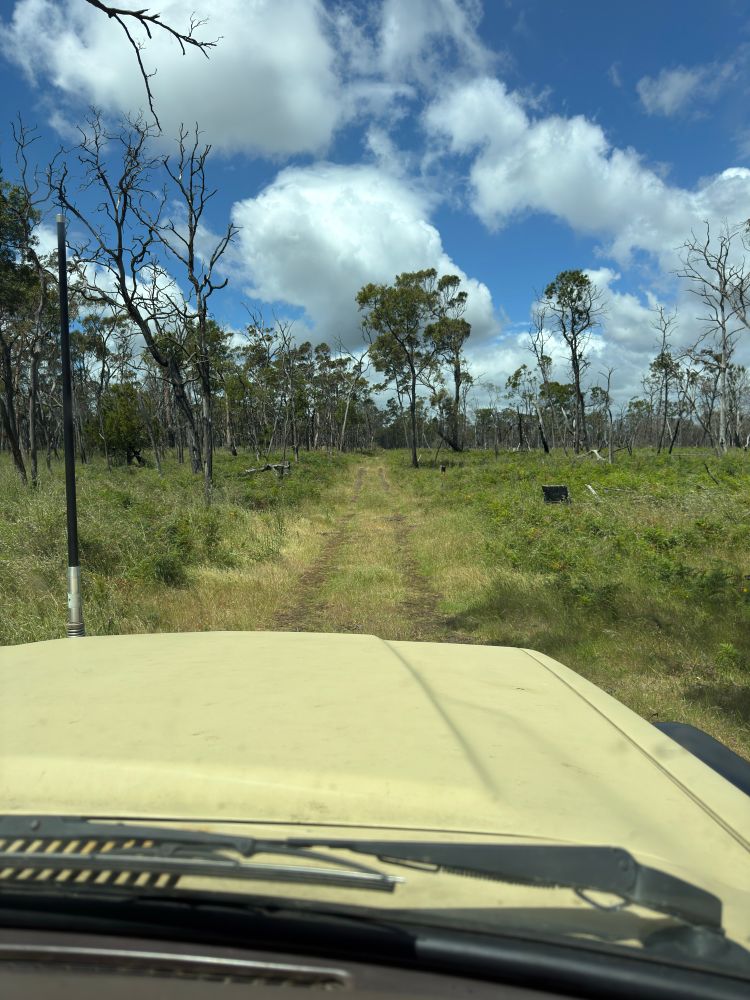 View from inside a vehicle driving along a narrow grassy track through a lightly wooded area with tall, sparse trees. The sky is bright with scattered white clouds and patches of blue. The vehicle’s bonnet and windscreen wipers are visible in the foreground.