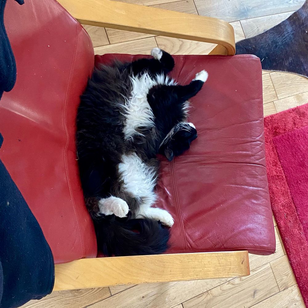 A cat sleeping on their back with their head folded back