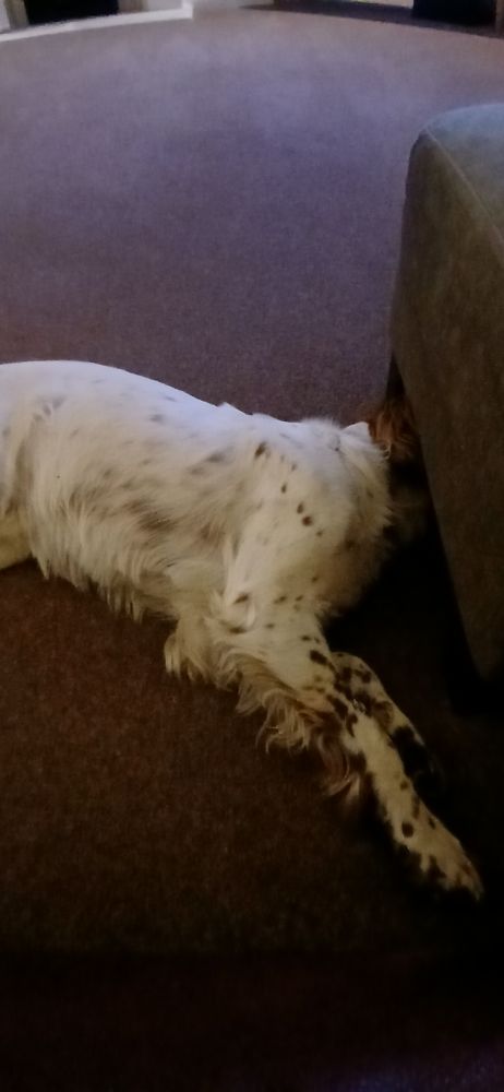 Spaniel dog in a huff with his head under a footstool.