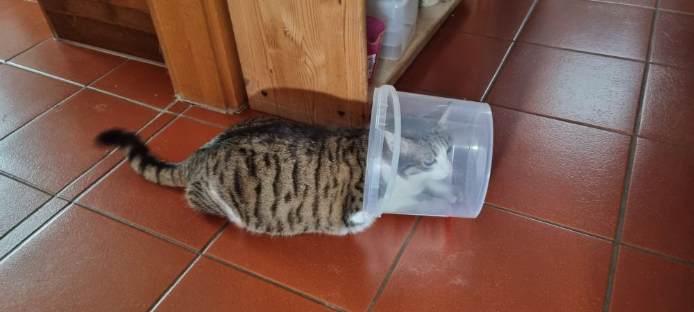 Getigerte Katze mit dem Kopf in einem transparentem Eimer auf rot gekacheltem Boden