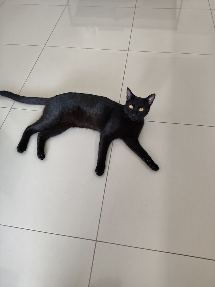 Foto de um gato preto com olhos amarelos, deitado tranquilo em um piso bege.
