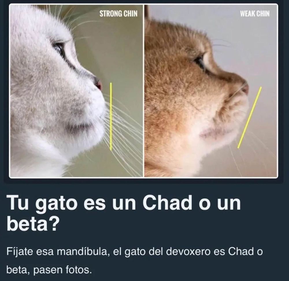 photo comparing two cats with the caption "Tu gato es un Chad o un beta?" and subtitle "Fijate esa mandibula, el gato del devoxero es Chad o beta, pasen fotos."