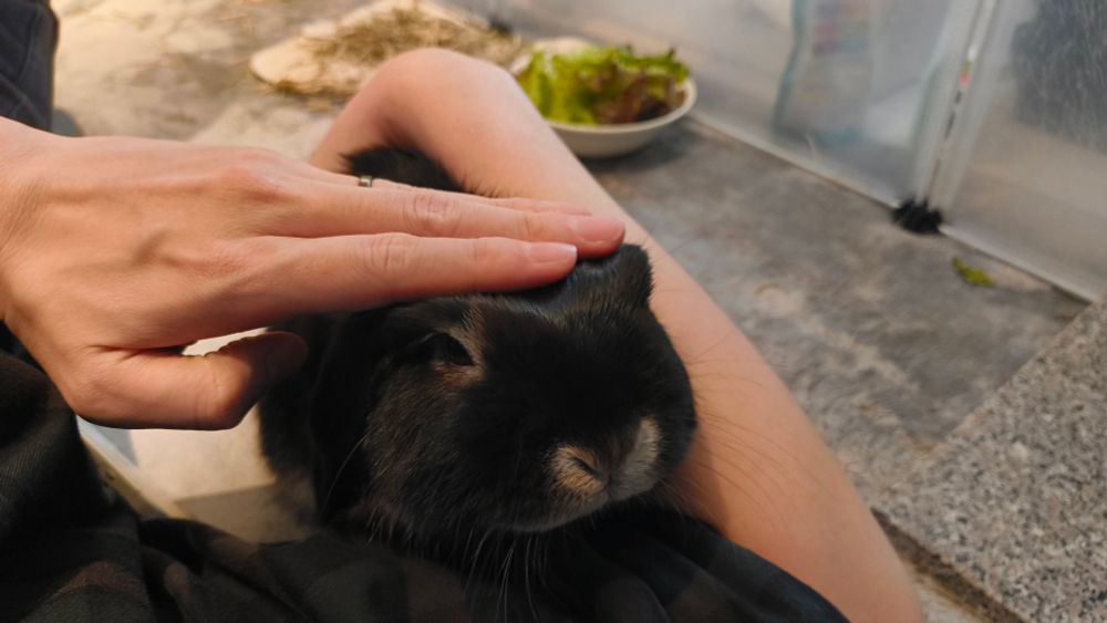 頭を撫でられるうさぎの写真