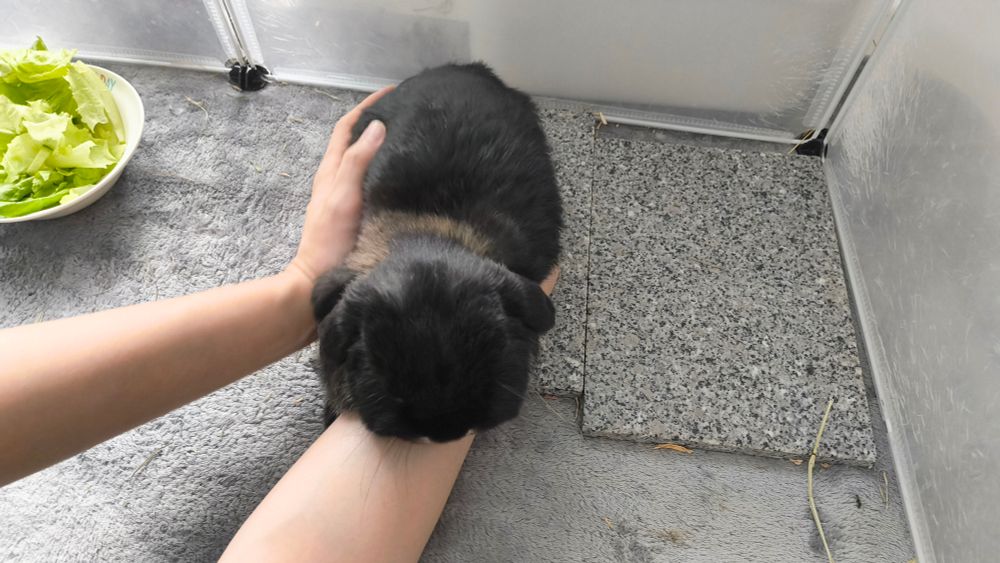 人間に腕枕されているうさぎの写真