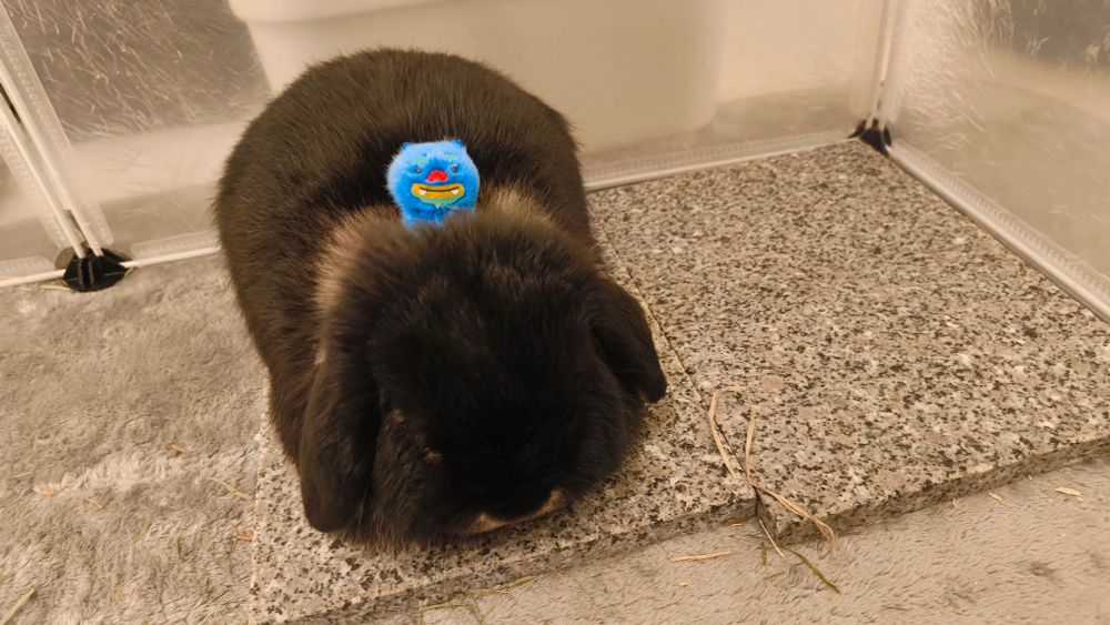 丸まっているうさぎのそばに小さなふわふわのシーサーぬいがいる写真