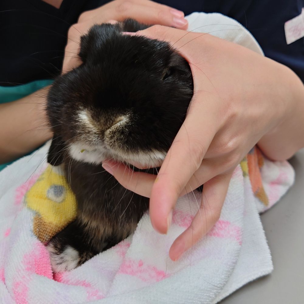 強制給餌の指導をされてる時のうさぎの写真