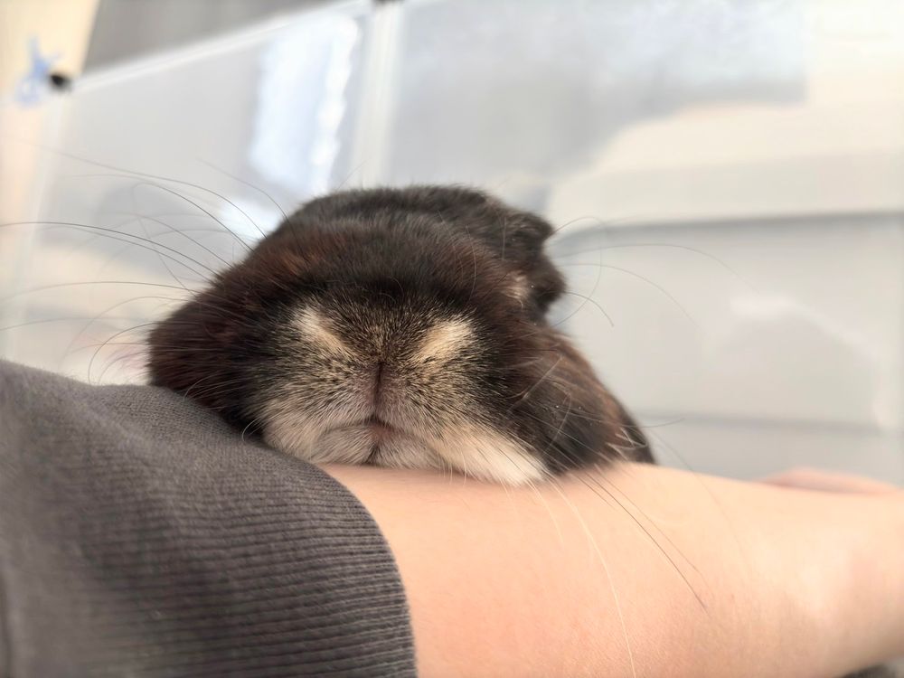 人間の腕を枕にしてくつろぐうさぎの顔の写真