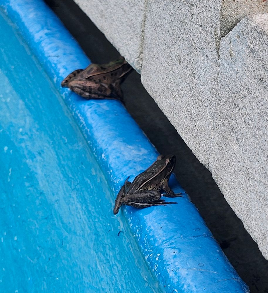 Two frogs perched on the inner rim of a swimming pool.