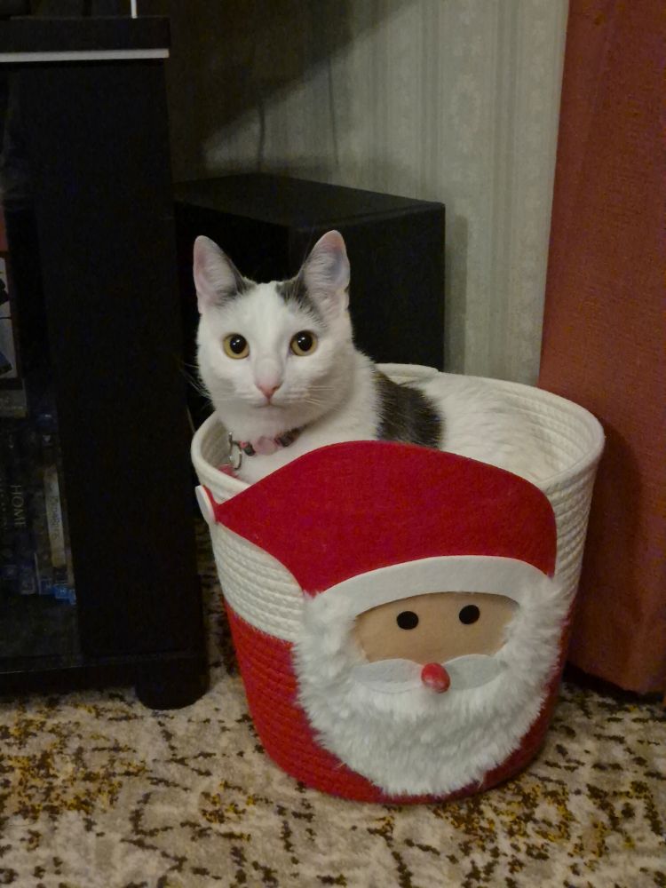 A cat sits in a santa themed Christmas basket.