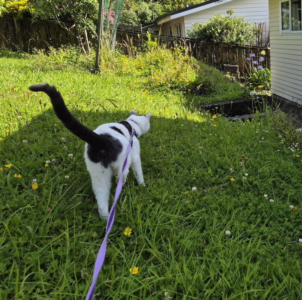 Pepper approaches the other cat, curious but friendly.