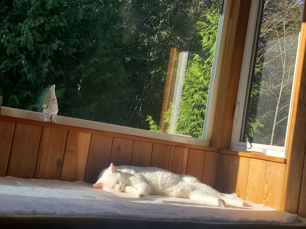 Cat in window sunbeam asleep