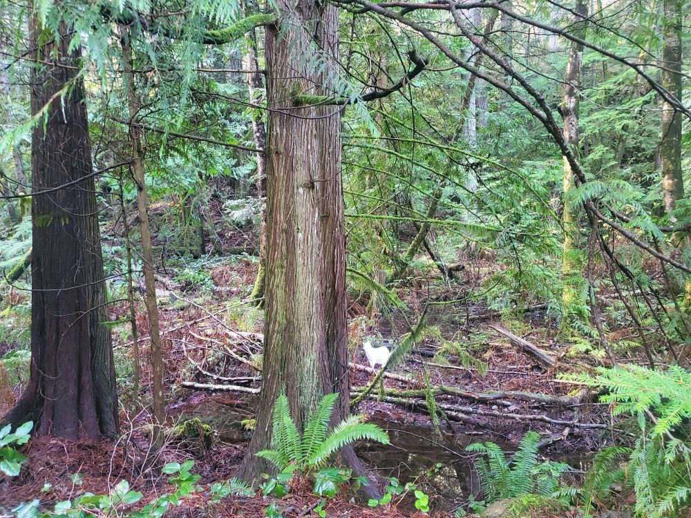 Photo of a forest,  with a white cat at center