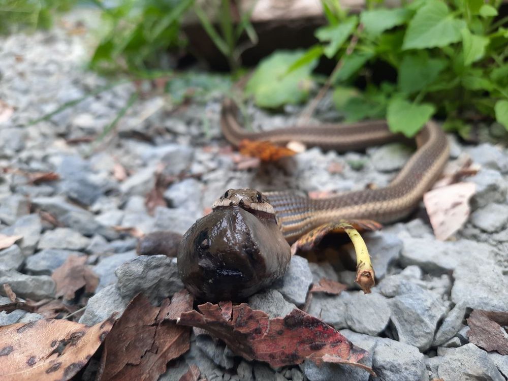 Front view snake with half a Slug ingested 