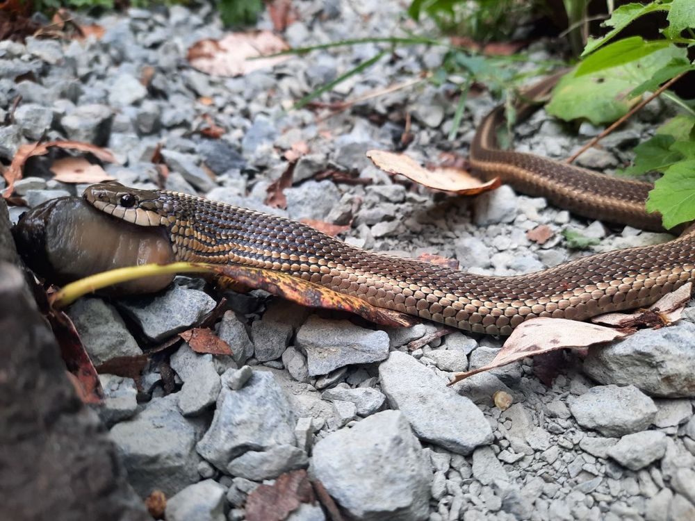 Side view Garter snake with Slug half ingested 