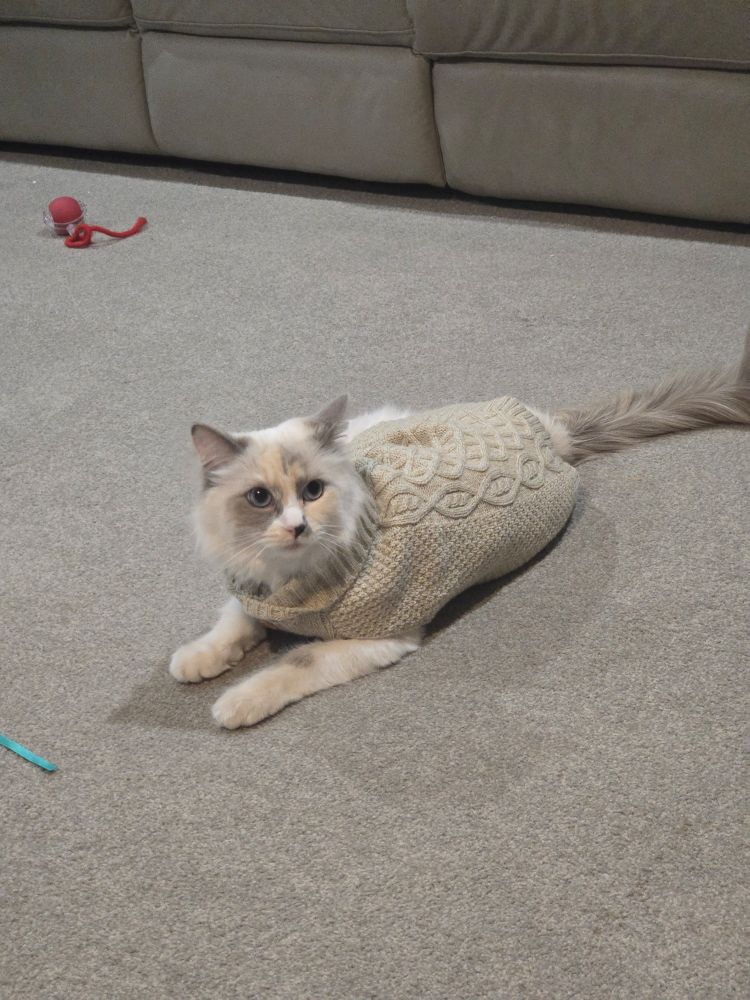 White cat in a knitted cardigan 