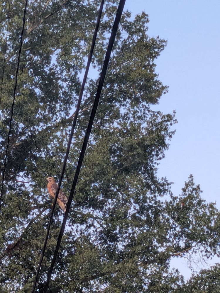 A red tailed hawk perched on a power line with a big oak tree behind her. She's busy hunting 