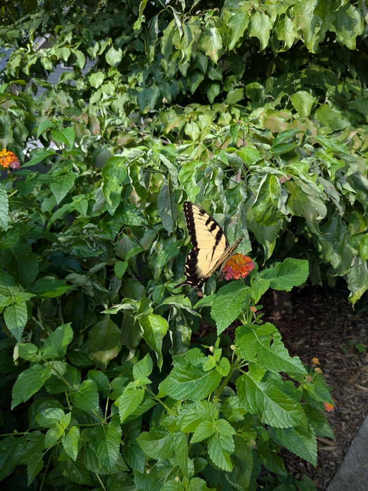 A yellow butterfly with black borders landing on a pink flower amidst green shrubs