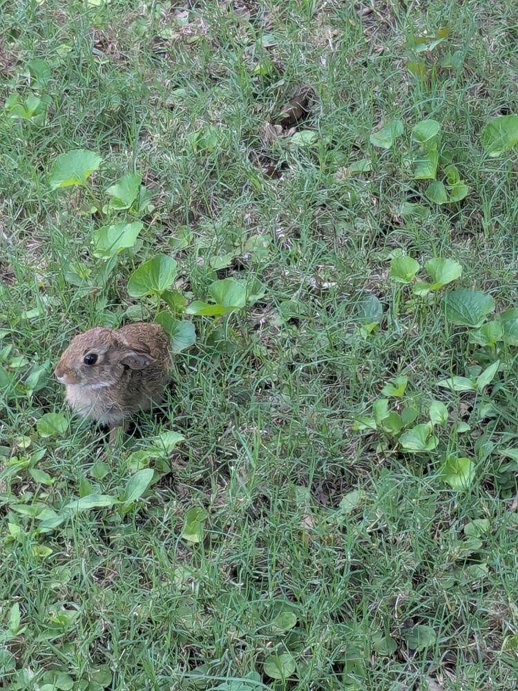 A young brown bunny overwhelmed by all the grass in the yard and my camera, ears back