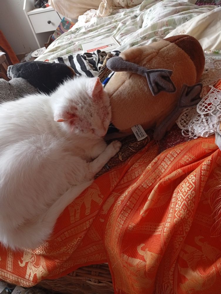 Chat blanc endormi, la tête sur une peluche canard très réaliste 