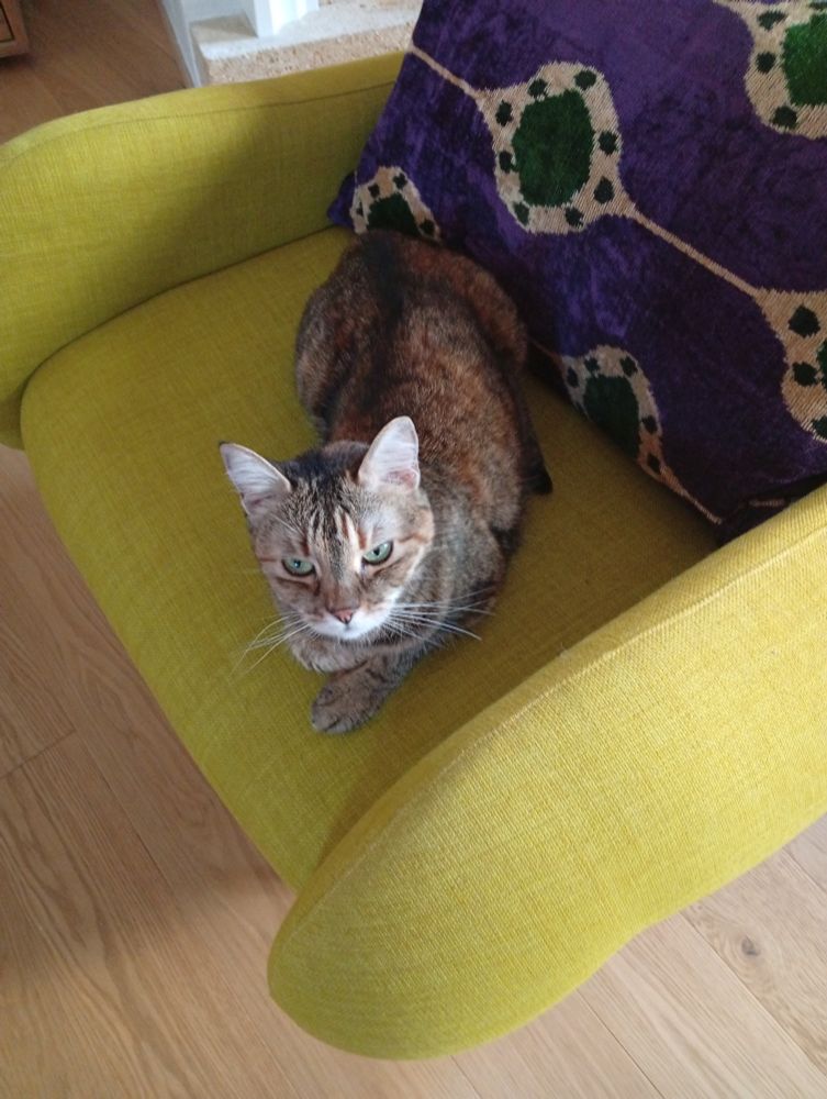 Chatte tigrée grise aux reflets roux, yeux verts, installée dans un fauteuil vert 