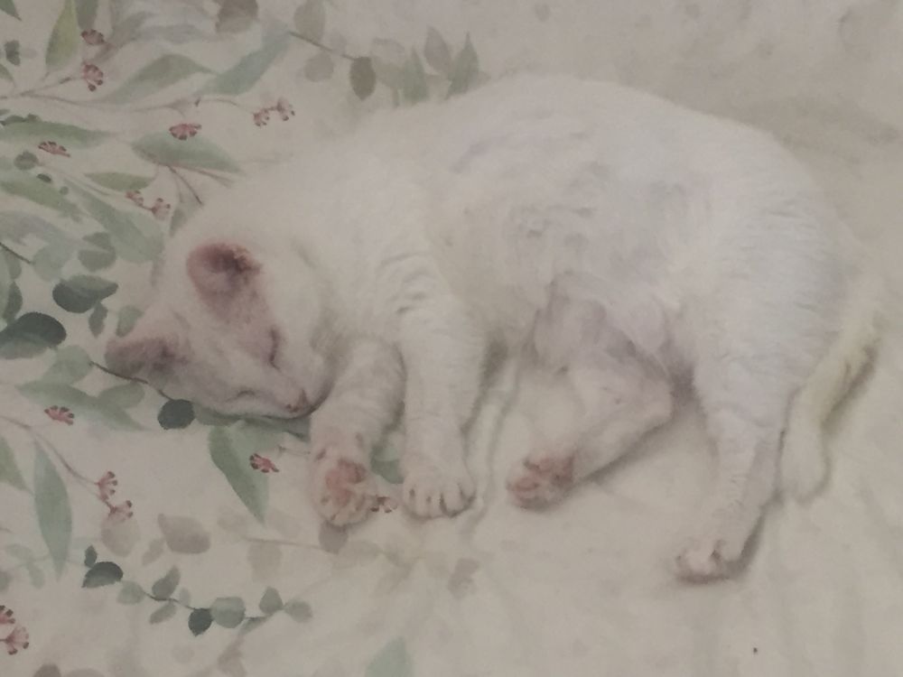 Chat blanc aux coussinets, oreilles et museau roses, endormi sur un drap blanc (monochrome de chat)