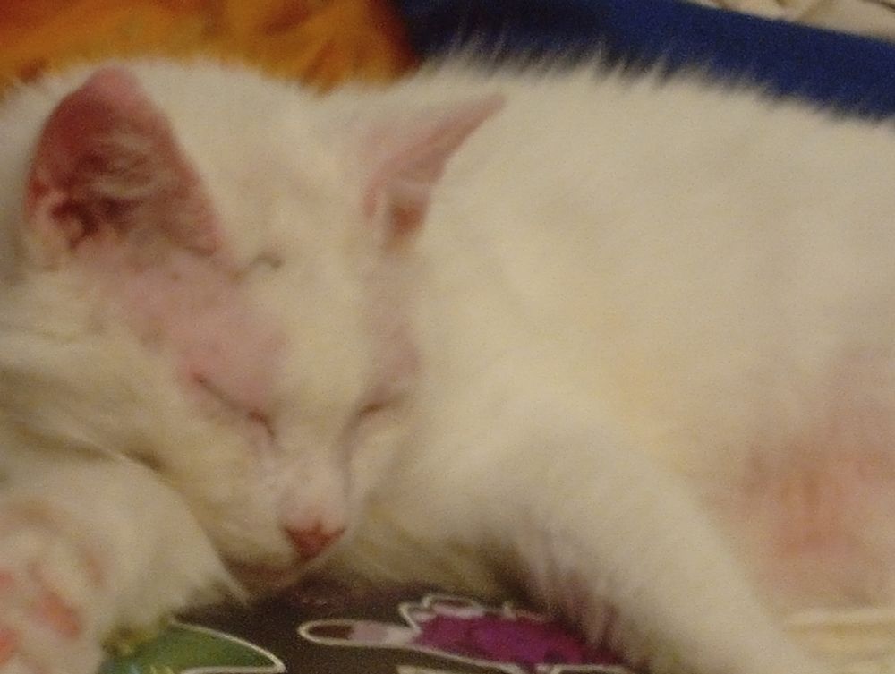 Chat blanc endormi 