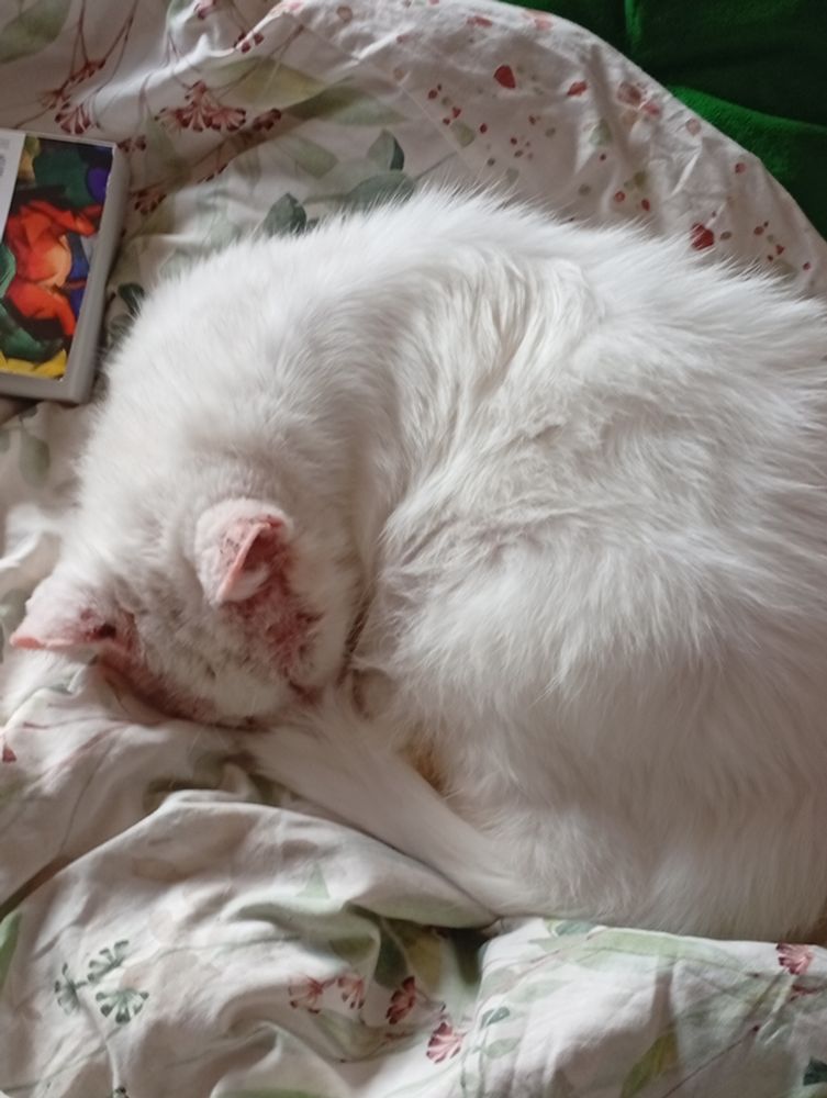 Chat blanc aux oreilles roses enroulé comme une brioche sur une couette blanche à fleurs vertes 