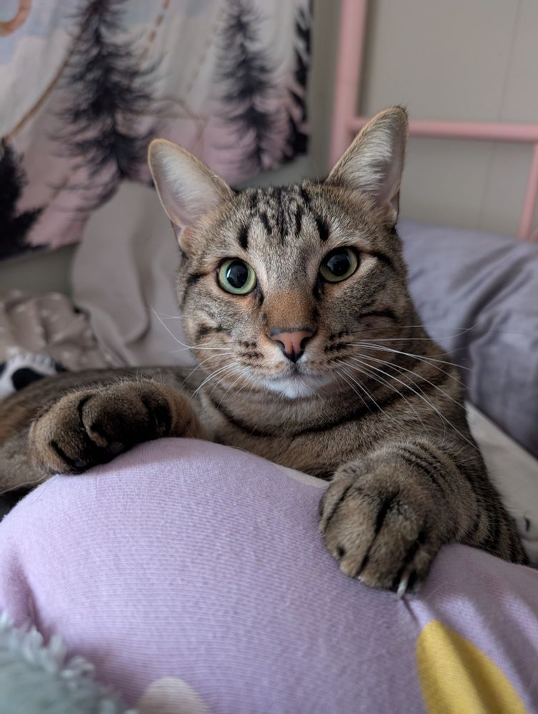 A close-up photo of a tabby cat named Basil, with green eyes, laying with his paws on my leg.