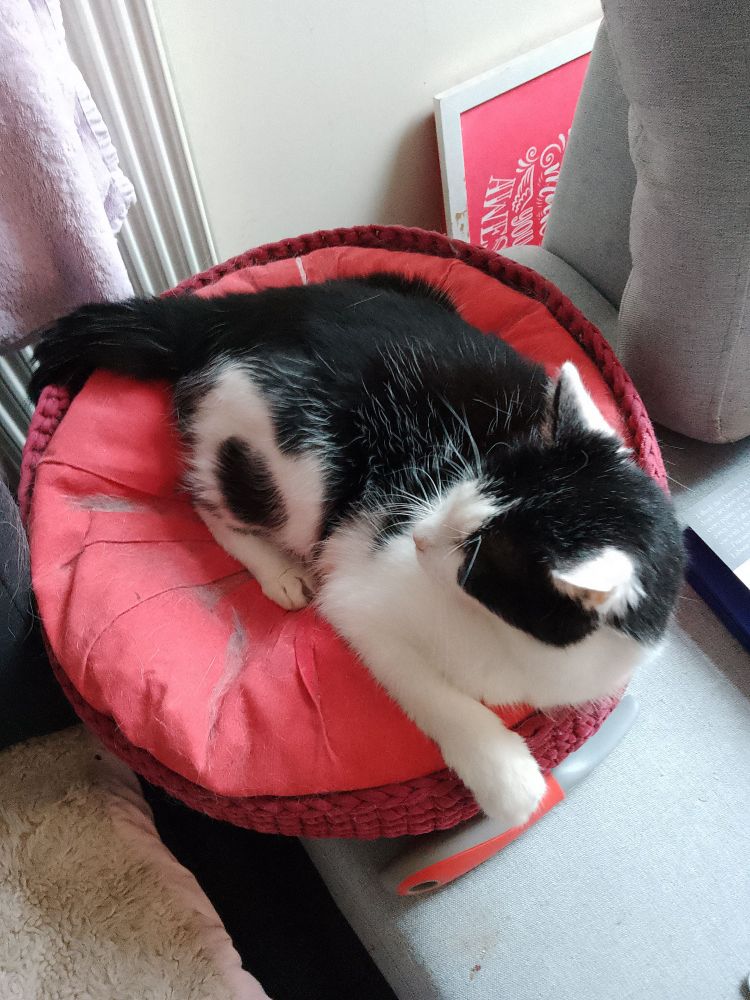 Three legged black and white cat on a red cushion.
