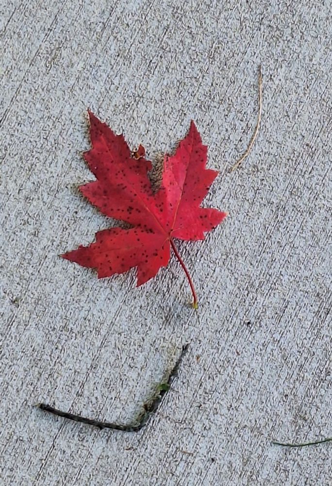 Red leaf