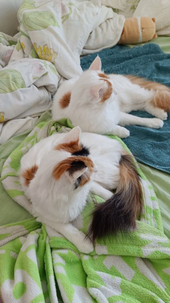 Paju (TUV f 63, at the front) and Vanu (TUV d 61, at the back) laying in a bed, looking away from camera.