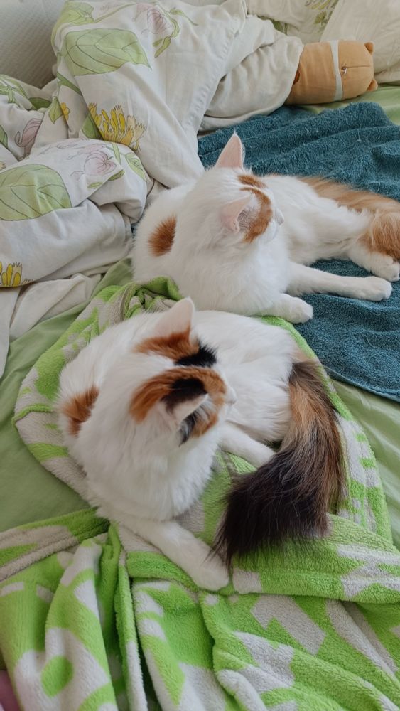 Paju (TUV f 63, at the front) and Vanu (TUV d 61, at the back) laying in a bed, looking away from camera.