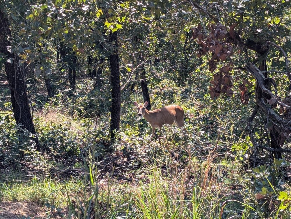 A white tailed deer in a forest.