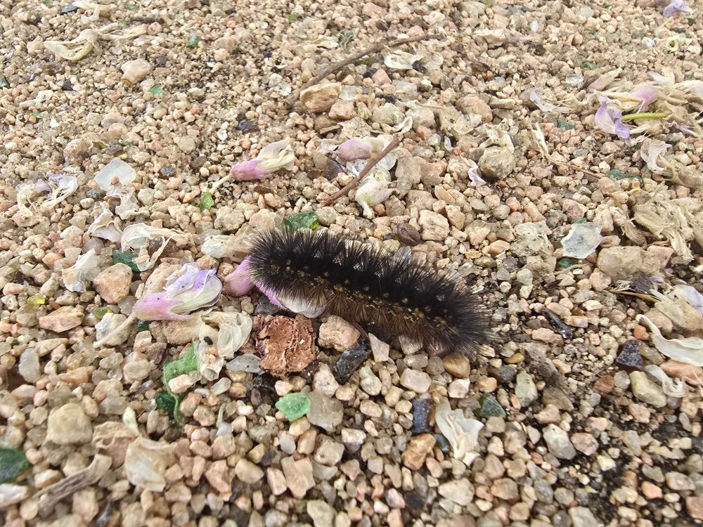 A salt marsh caterpillar. No touch!