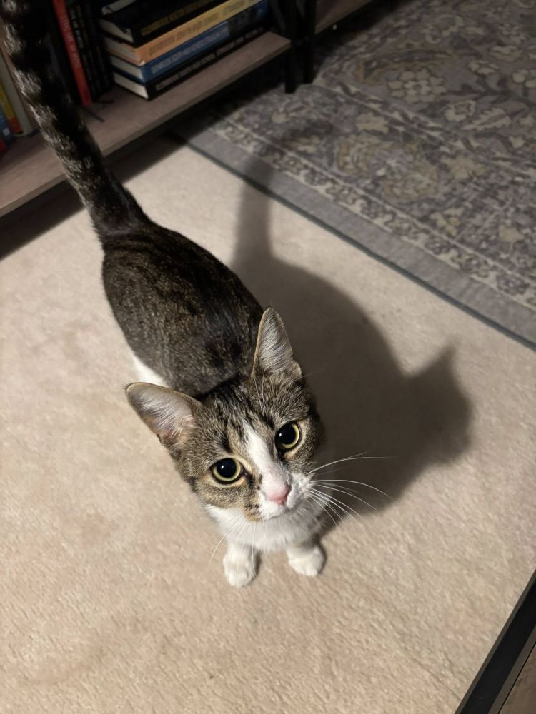 small grey tabby cat with white socks