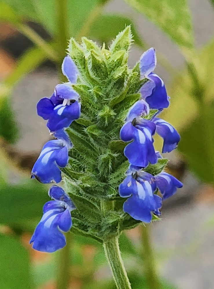 Blooming Chia. Beautiful blue flowers with white spots pouring out of furry green. 
