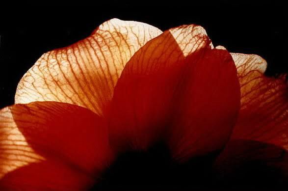 Underside of an Amaryllis  