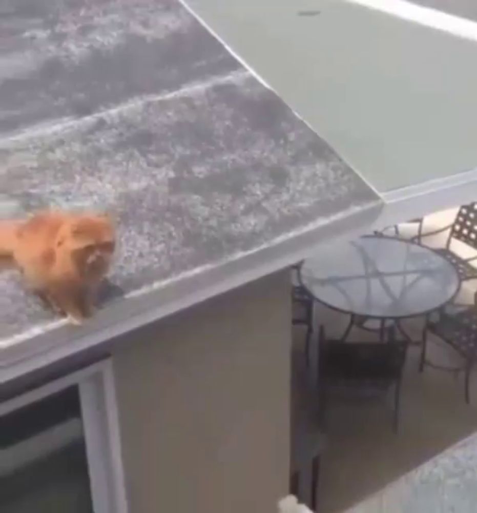 a cat is laying on the roof of a building