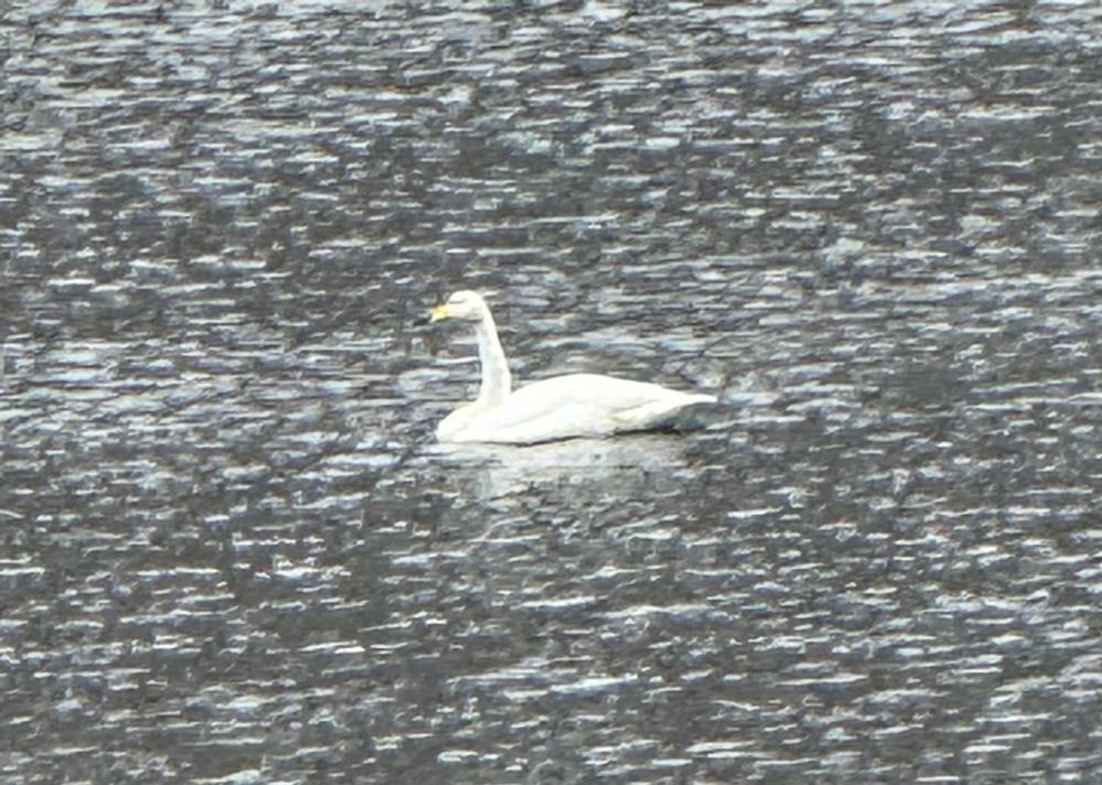 A late Whooper swan 