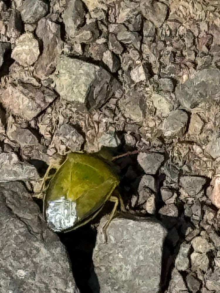 Notice the bright tail-end membrane. 
Piezodorus lituratus