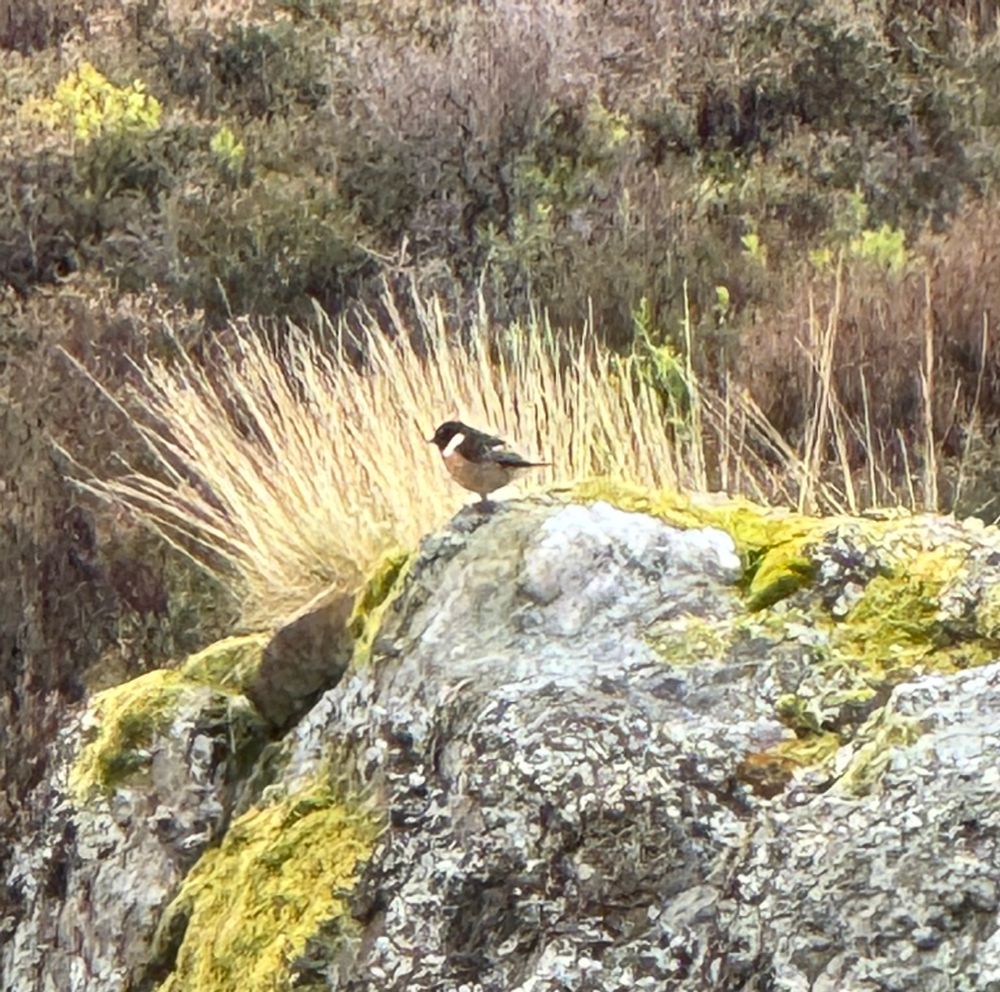 Stonechat which was feeding young. Nest at 545m asl. 