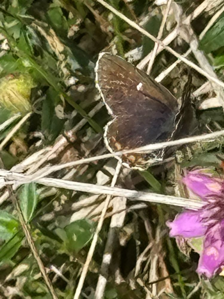 A worn adult Northern Brown Argus