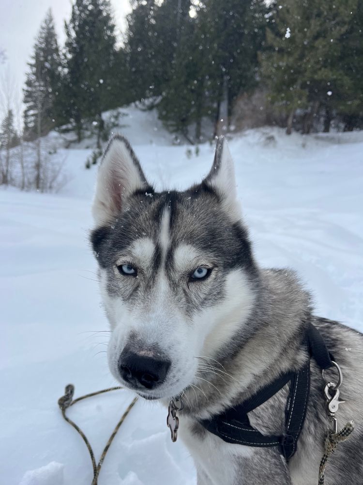 Front facing shot of a siberian husky with snow and trees in the background. There are faint snowflakes on her head and in front of the trees 