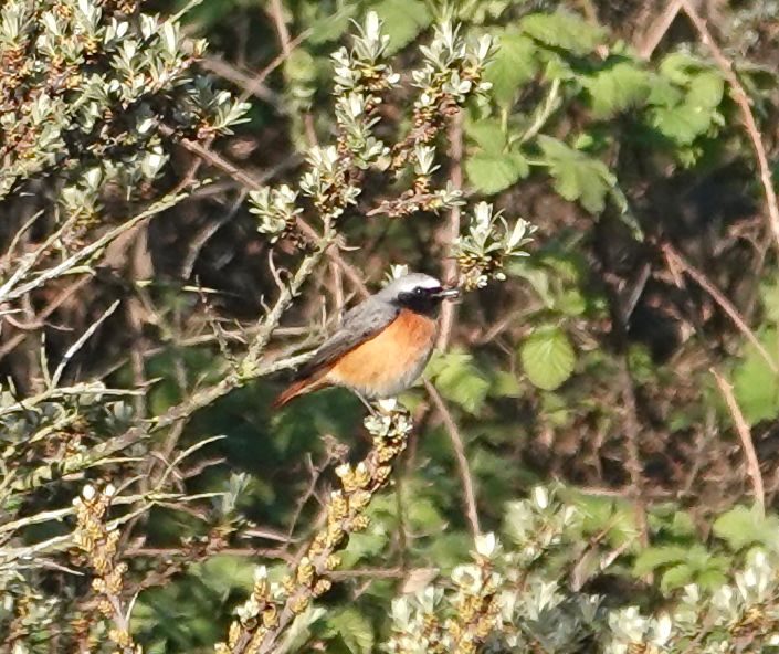 Redstart